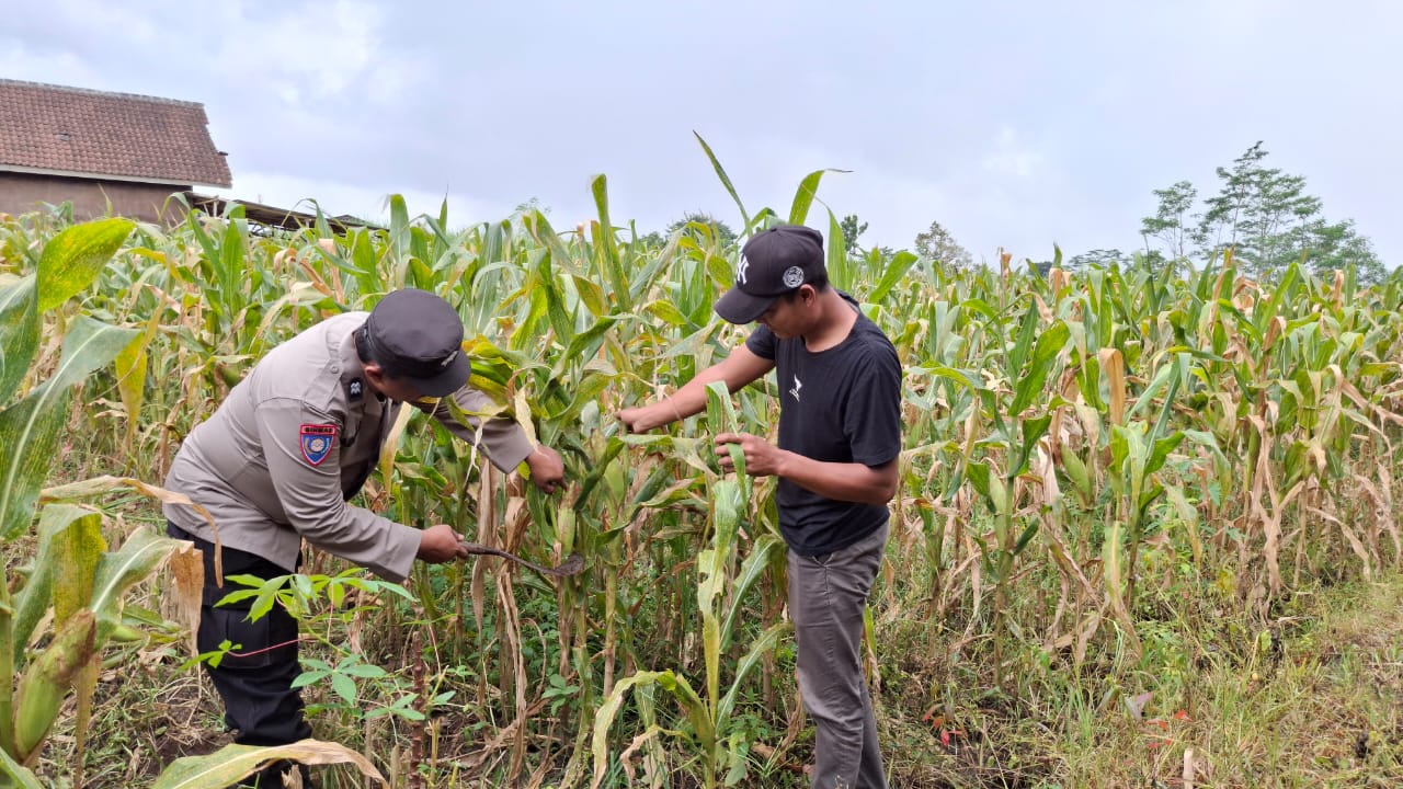 Polres Malang Dorong Produktivitas Masyarakat melalui Program Ketahanan Pangan