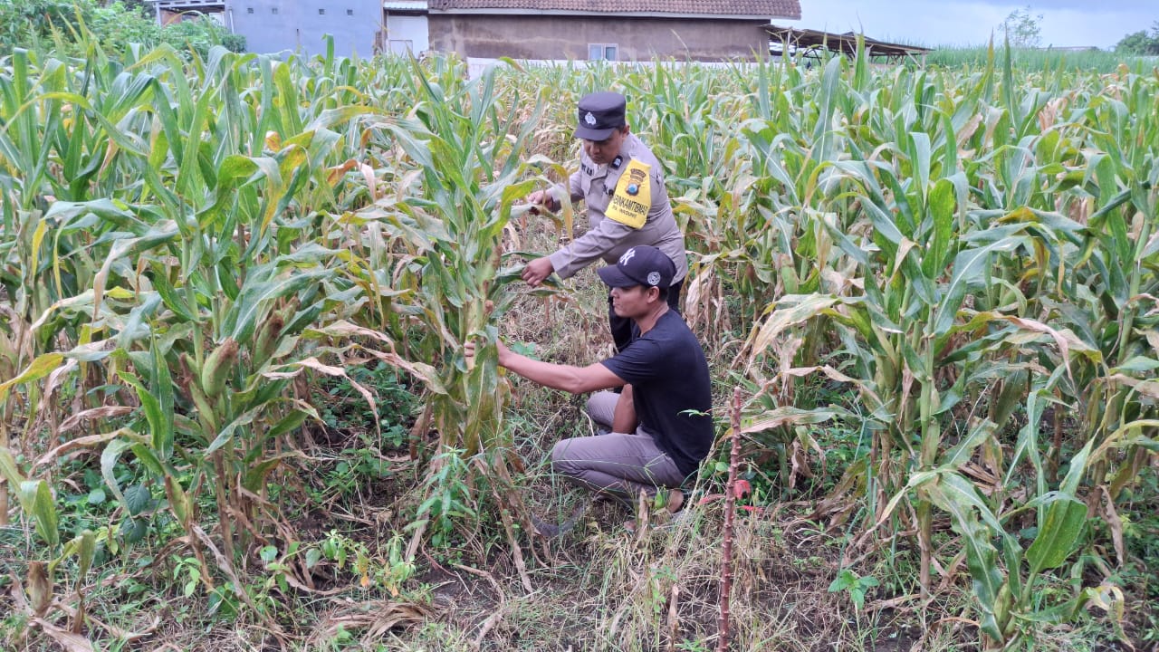 Polres Malang Dorong Pangan Produktif untuk Perkuat Ekonomi Keluarga