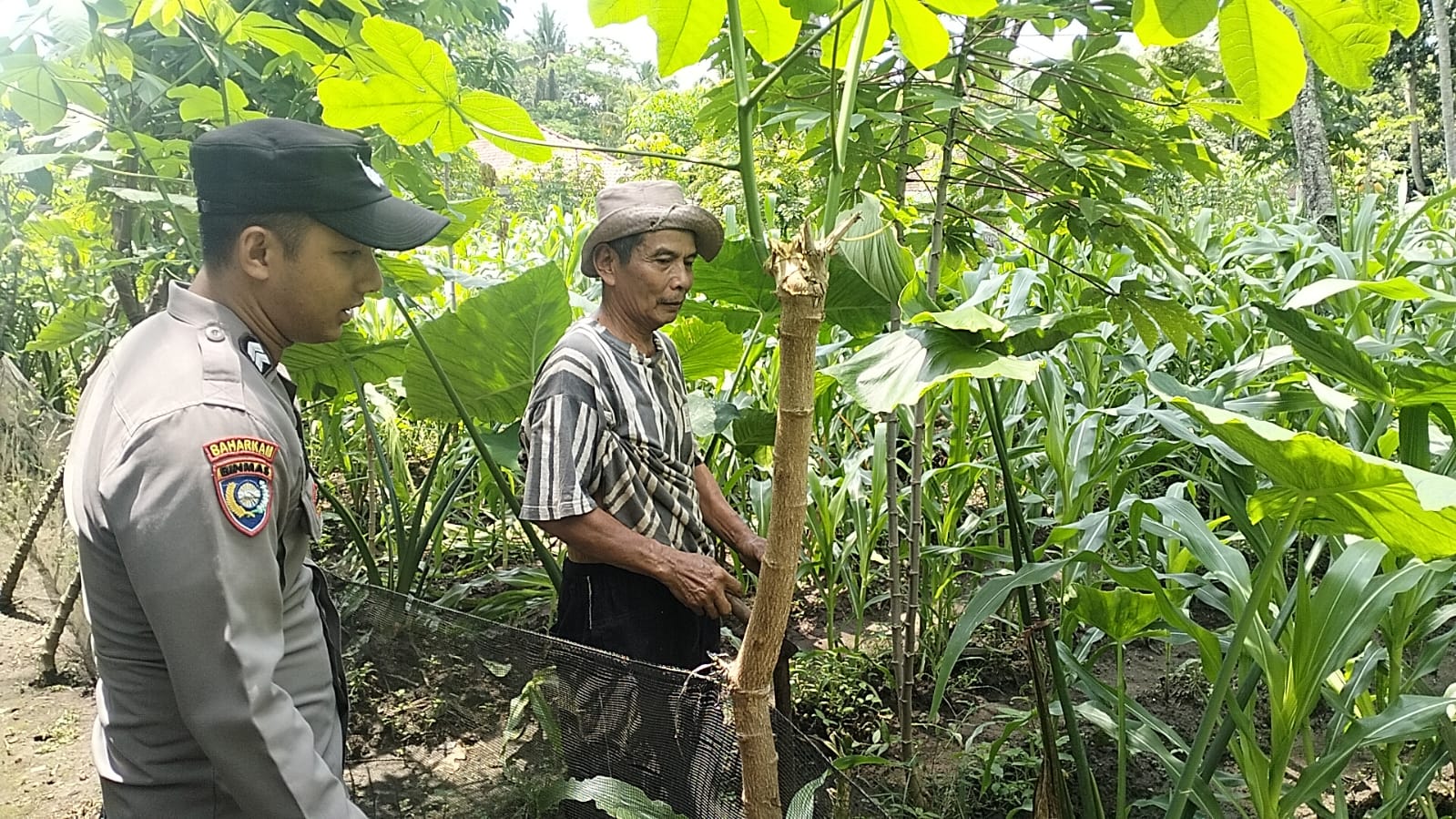 Polres Malang Ikut Jaga Stabilitas Pangan, Bhabinkamtibmas Kawal Petani