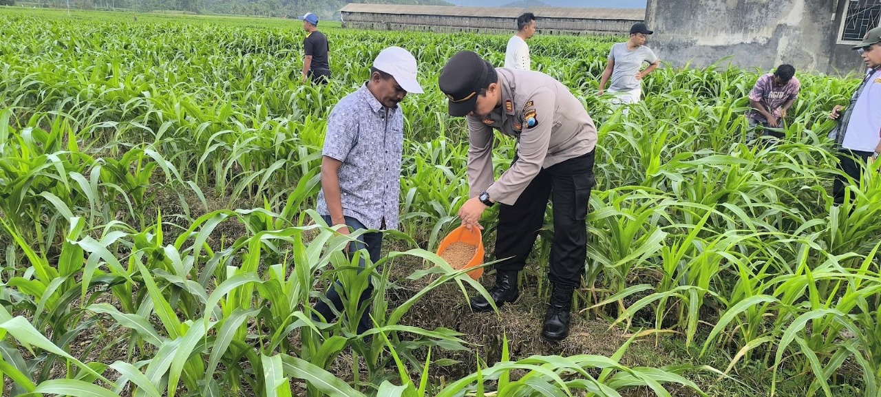 Jaga Ketahanan Pangan, Bhabinkamtibmas Polres Malang Aktif Dampingi Petani