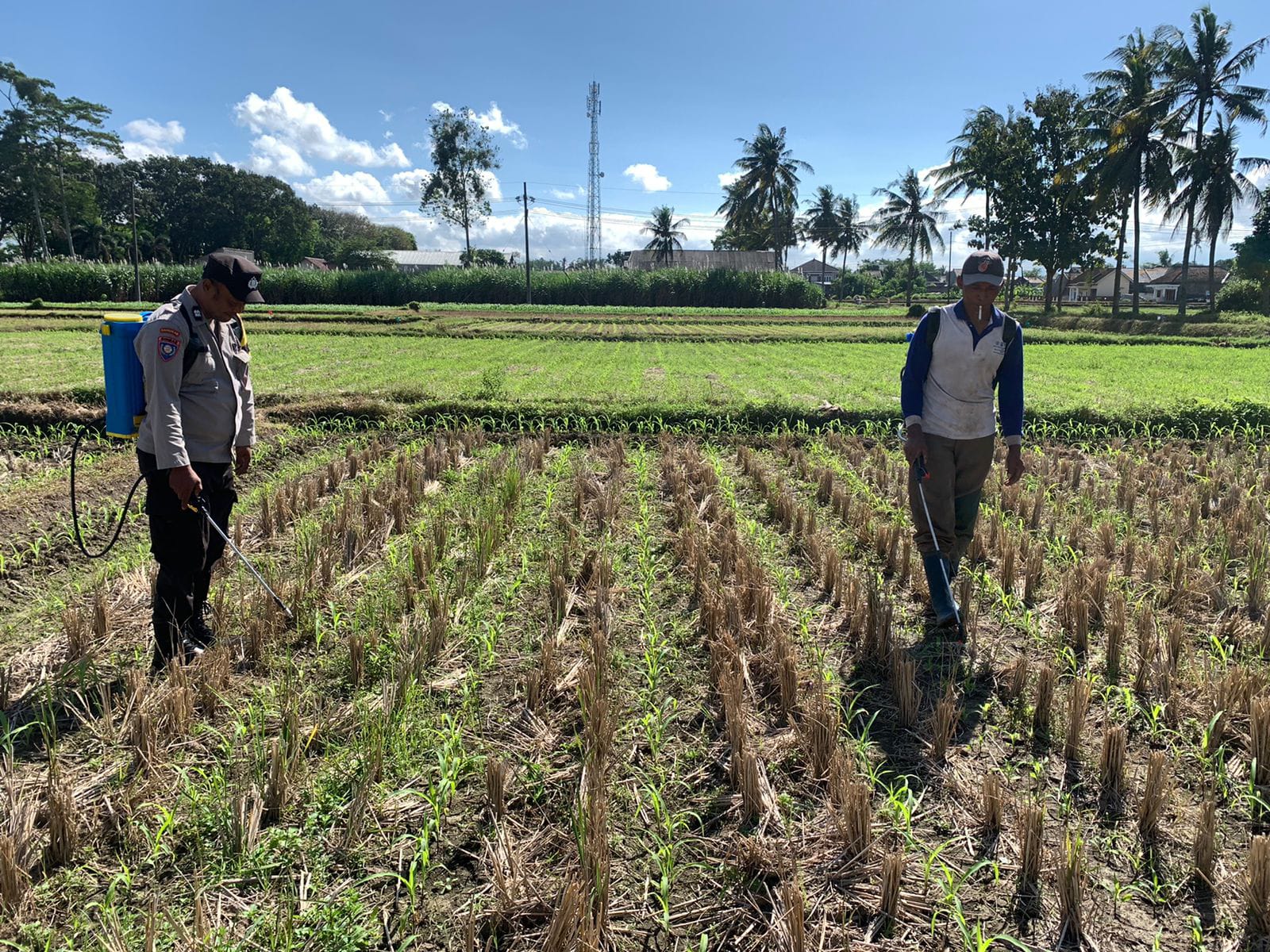 Jaga Ketahanan Pangan, Bhabinkamtibmas di Malang Aktif Dampingi Petani