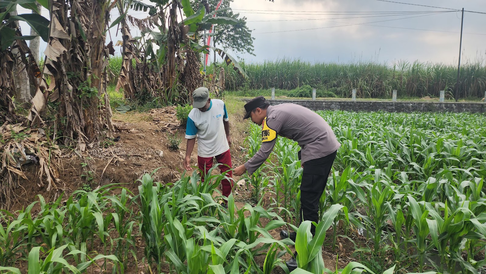 Jaga Pasokan Pangan, Polisi Dorong Hasil Tani Warga Tersalurkan