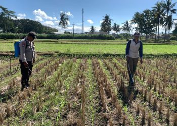 Polres Malang Kawal Pertanian dari Lahan hingga Distribusi Hasil Tani