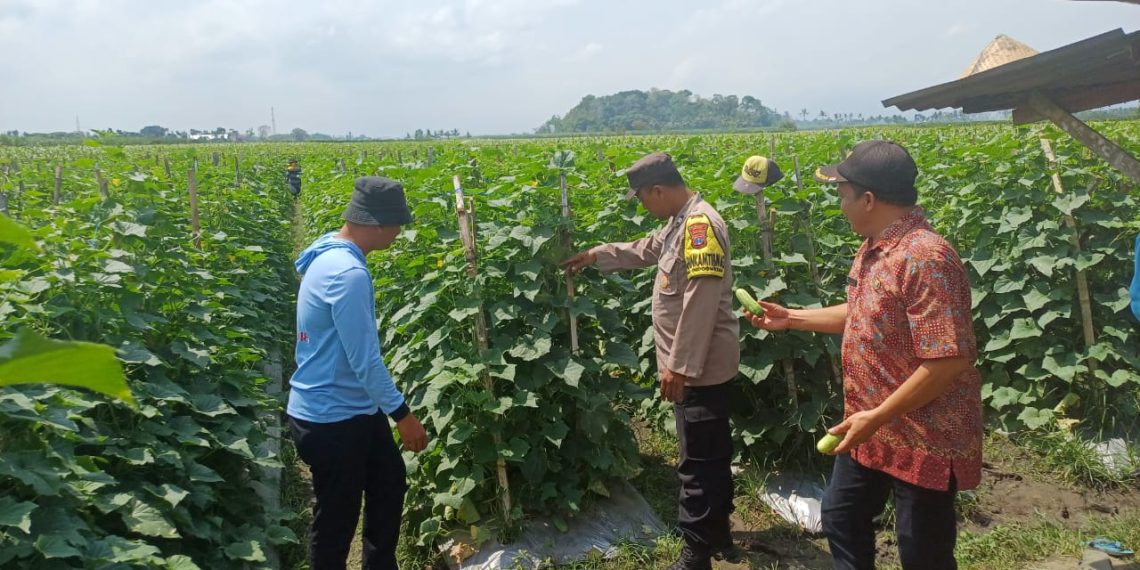 Bhabinkamtibmas Polres Malang Dampingi Warga Rawat Produktivitas Pertanian