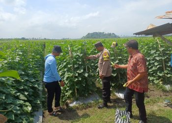 Bhabinkamtibmas Polres Malang Dampingi Warga Rawat Produktivitas Pertanian