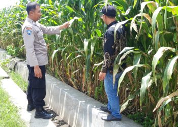 Dari Lahan hingga Panen, Polisi Ikut Jaga Produktivitas Pertanian Warga
