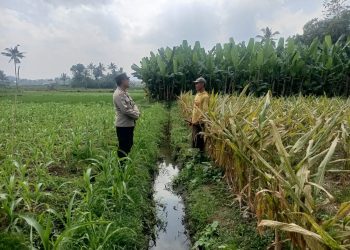 Dari Lahan hingga Hasil Panen, Polres Malang Dukung Ketahanan Pangan Nasional