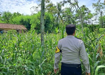 Tak Hanya Jaga Kamtibmas, Polres Malang Ikut Kawal Sektor Pertanian