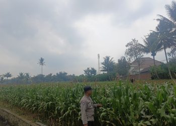 Polisi Rangkul Petani, Perkuat Sinergi Jaga Ketahanan Pangan