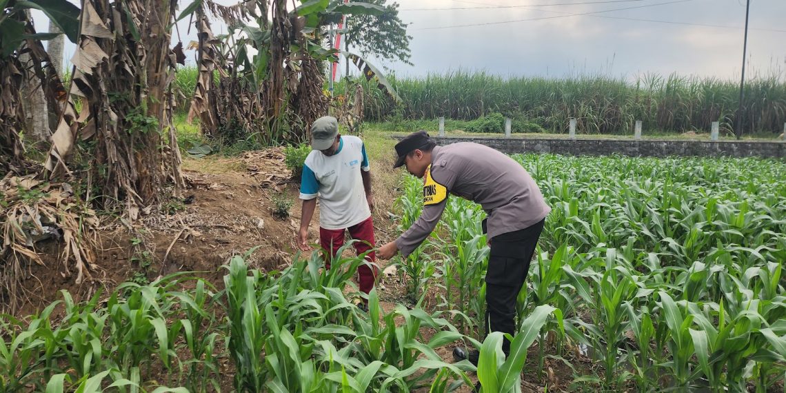 Jaga Pasokan Pangan, Polisi Dorong Hasil Tani Warga Tersalurkan