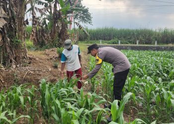 Jaga Pasokan Pangan, Polisi Dorong Hasil Tani Warga Tersalurkan
