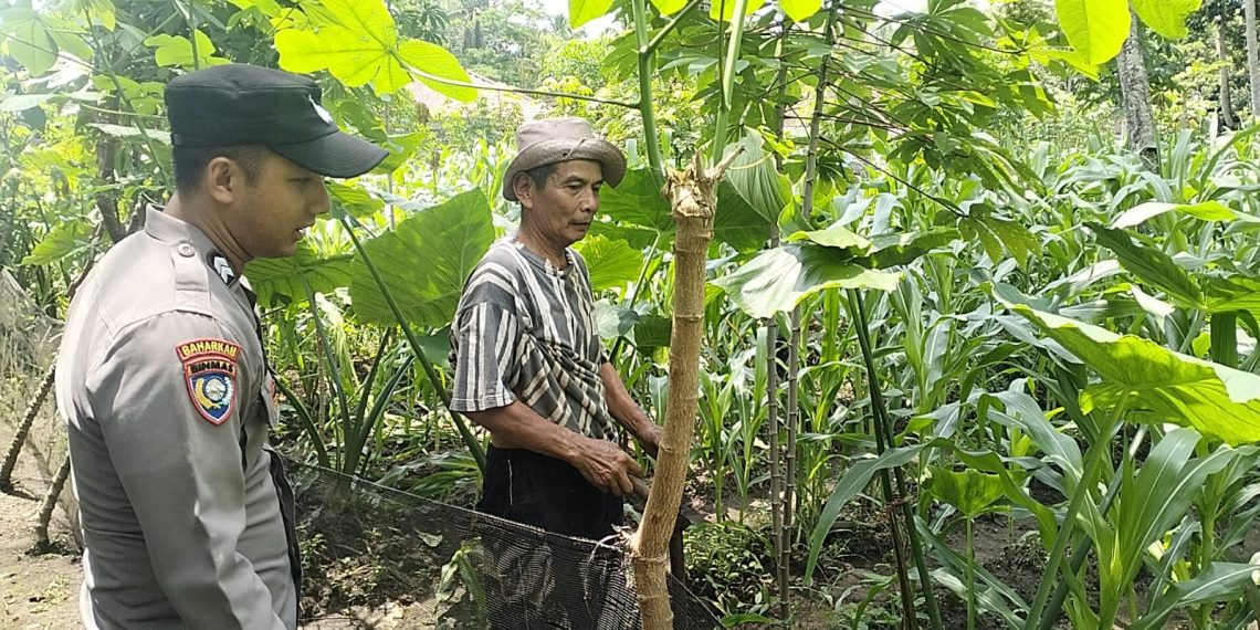 Jaga Ketahanan Pangan, Polres Malang Perkuat Pendampingan Petani
