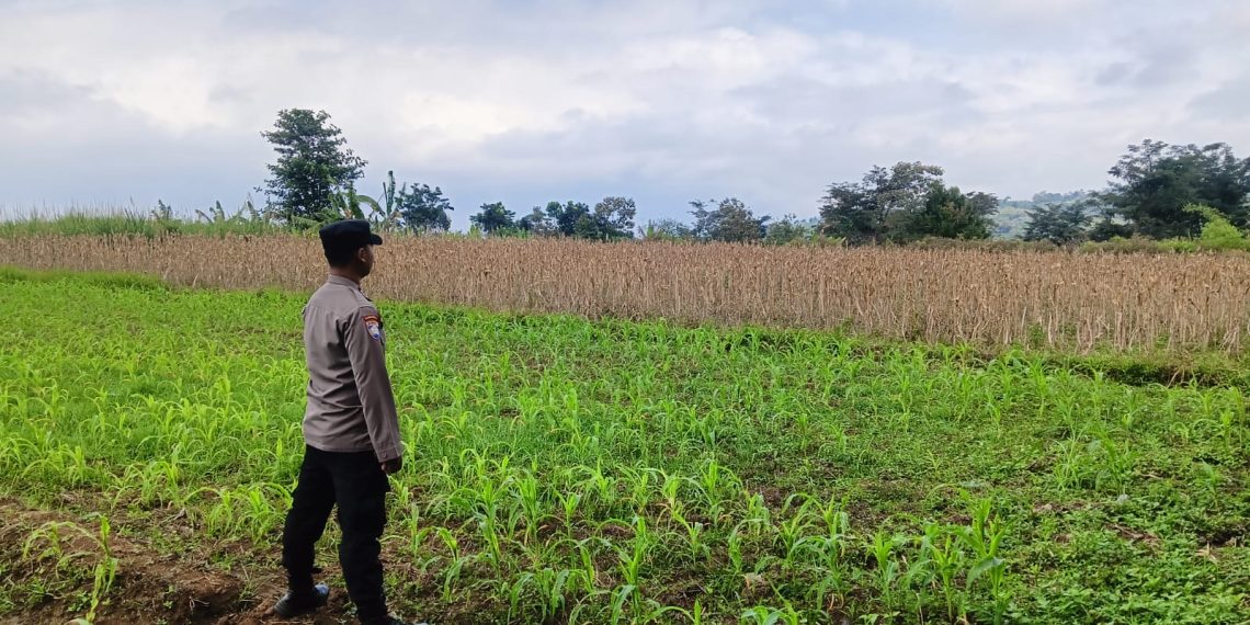 Polisi Turun ke Desa, Dukung Petani Jaga Pasokan Pangan di Kabupaten Malang