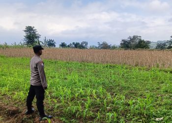Polisi Turun ke Desa, Dukung Petani Jaga Pasokan Pangan di Kabupaten Malang