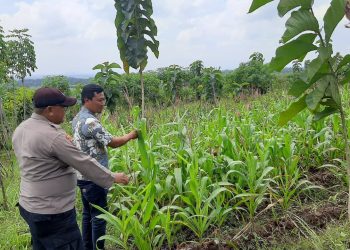 Lahan Produktif Jadi Perhatian, Polres Malang Dukung Ketahanan Pangan