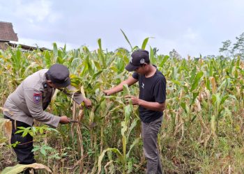 Dari Produksi hingga Penyaluran, Polisi Dukung Kelancaran Hasil Tani